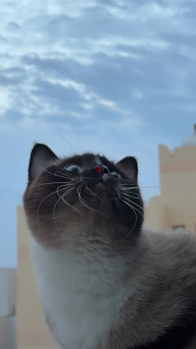 5 kittens and their mother Himalayan (siame) price 15 Bd