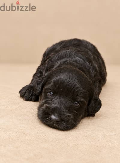 Maltipoo