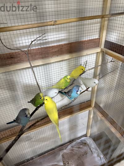 Birds
