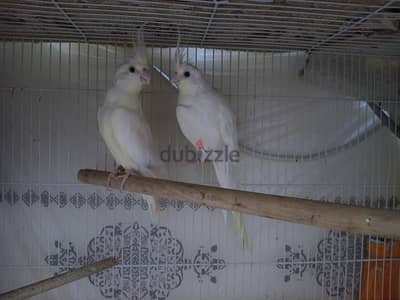 albino white cockatiel