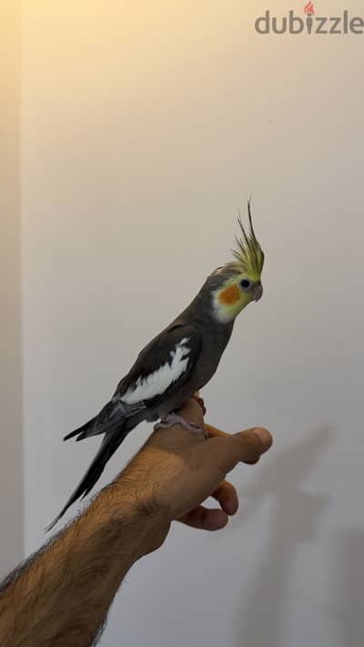 Cockatiel tamed male