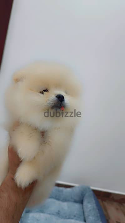 Pomeranian puppies