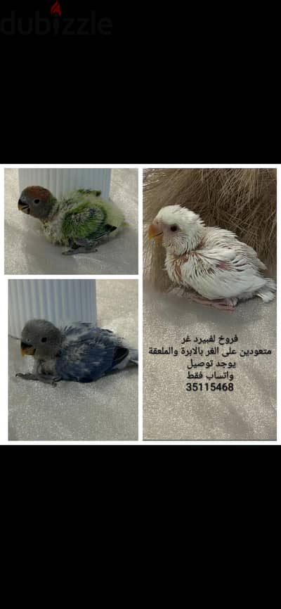 baby lovebirds فروخ لفبيرد متعودين على الغر