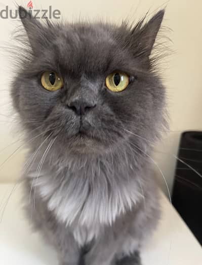 2 cats for adoption (free)