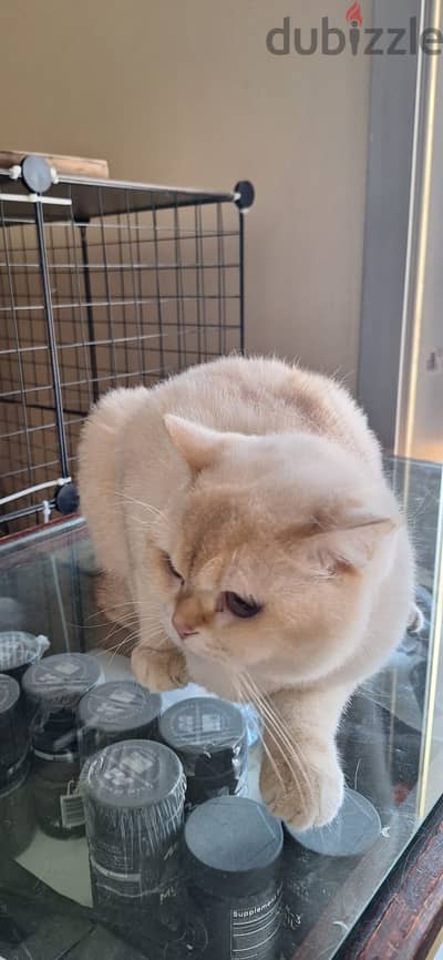 Purebred Scottish Straight with Pedigree/Lineage Documents