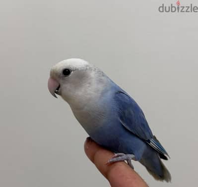 friendly and singing love bird for sale