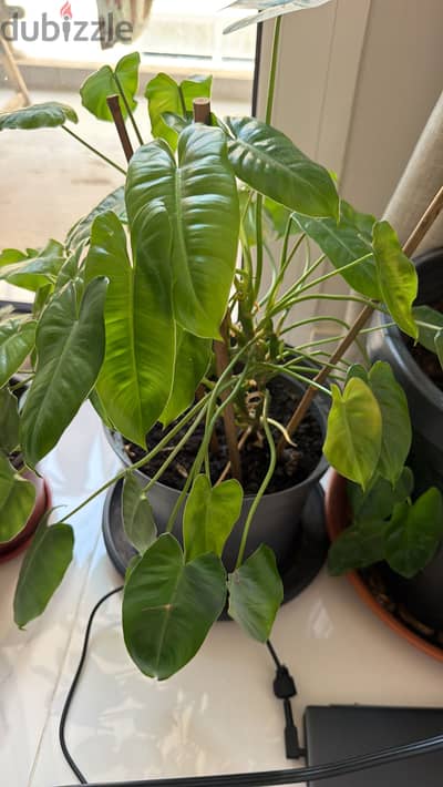 Indoor plants and Aloe Vera