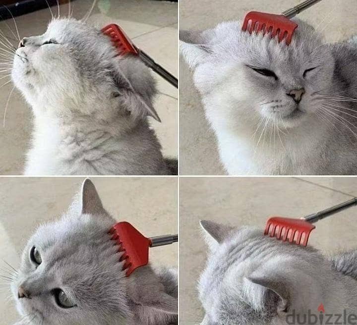 cat  all accessories with 10lbs little sand 11
