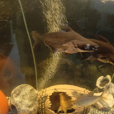 tiger shark fish for sale