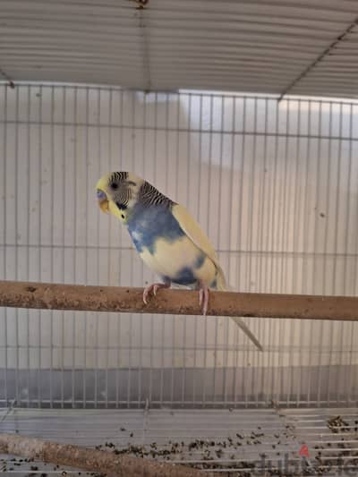 Tamed Budgie with Cage for sale 7 bd