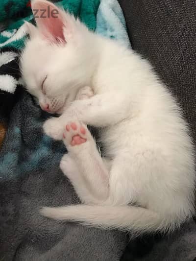 Persian triple coat cat baby blue Eyes