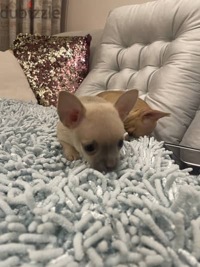 1 months Chiwawa baby make and female both are available