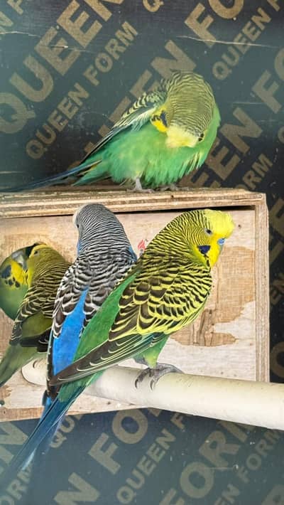 budgies