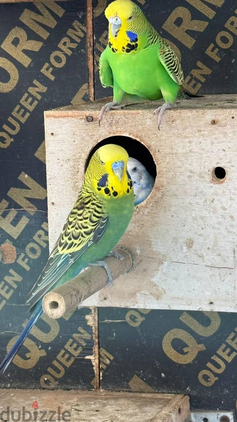 budgies 1