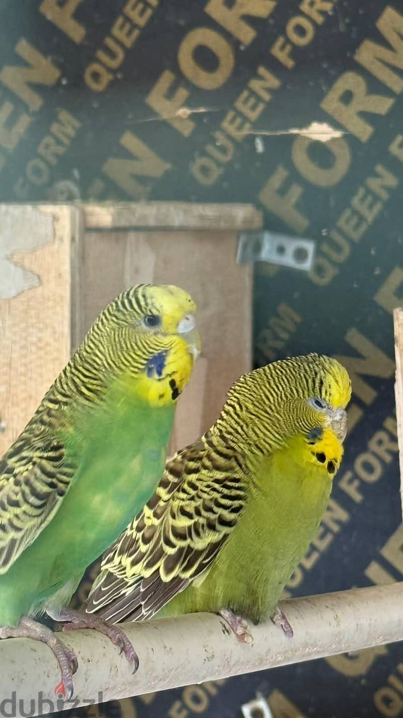 budgies 2