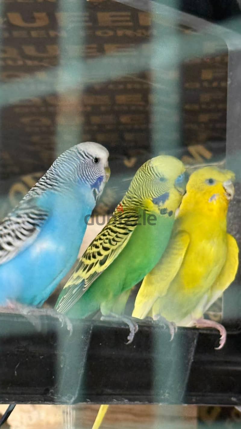 budgies 3