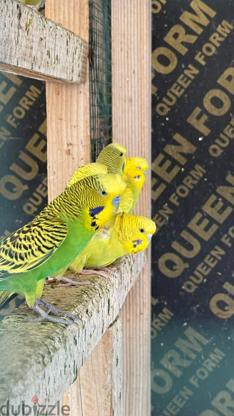 budgies 4