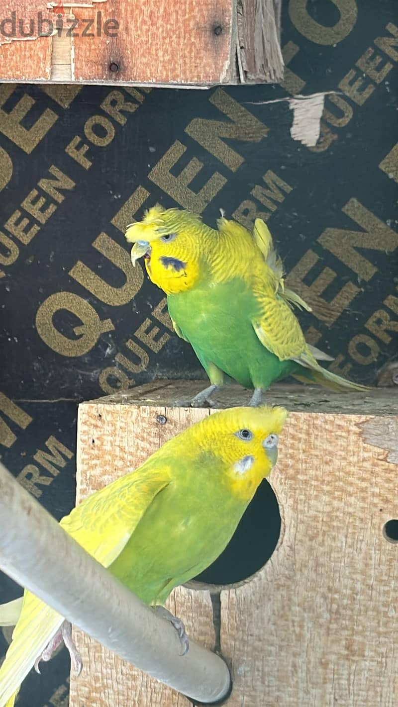 budgies 5