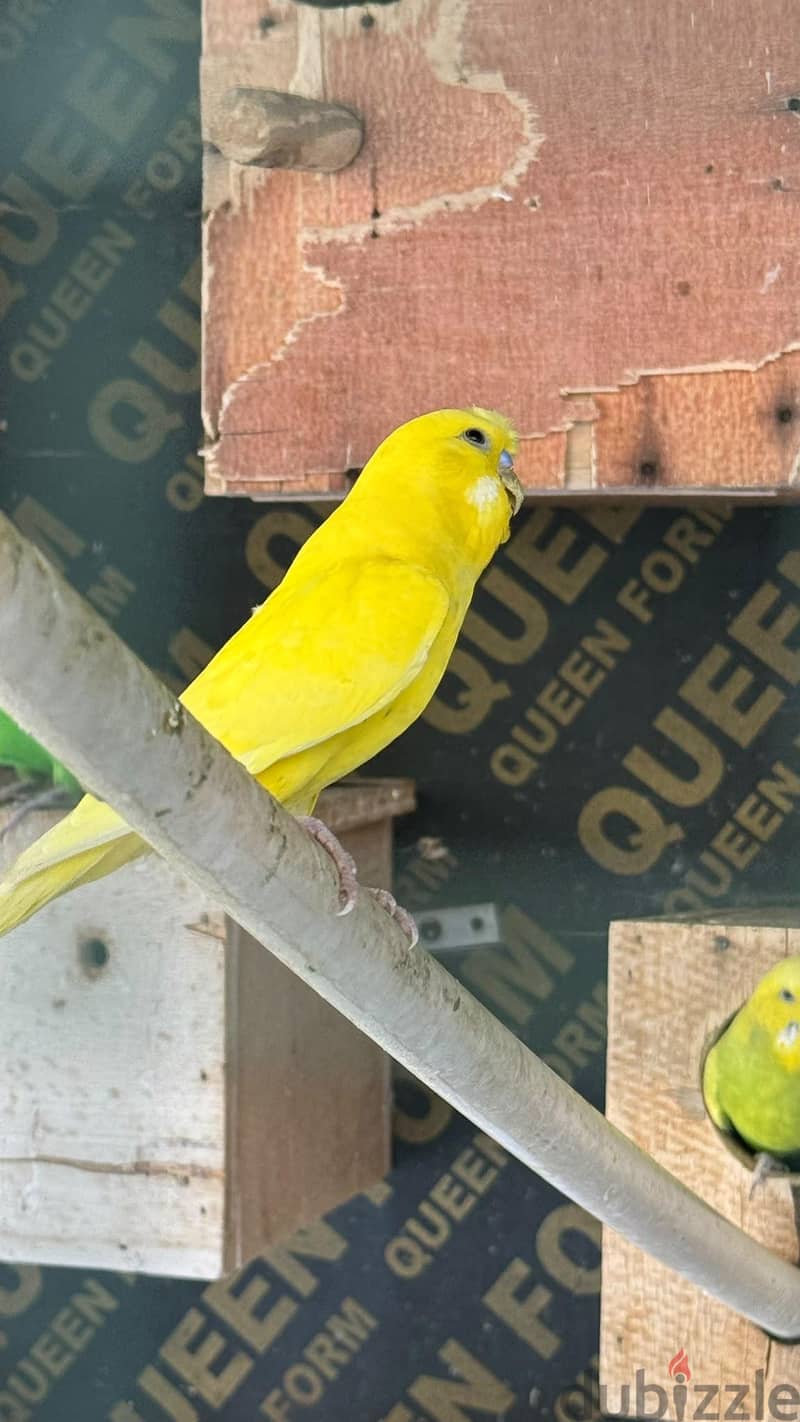 budgies 6