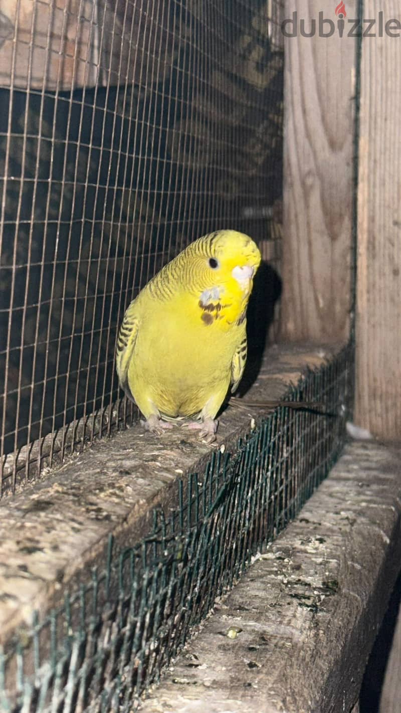 budgies 7