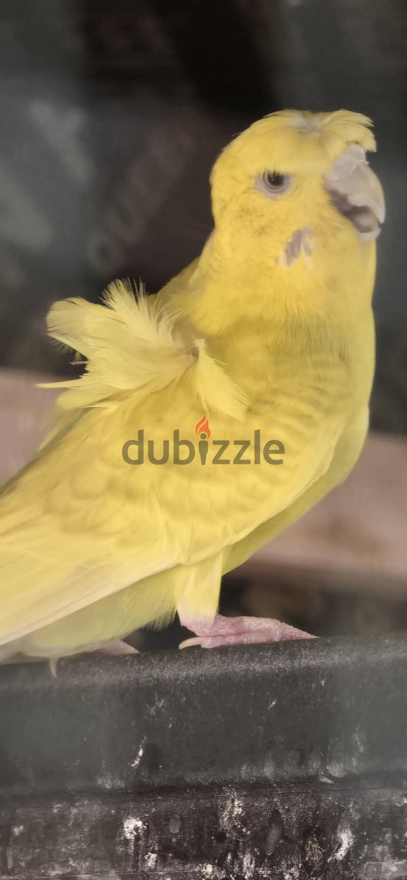 budgies 8
