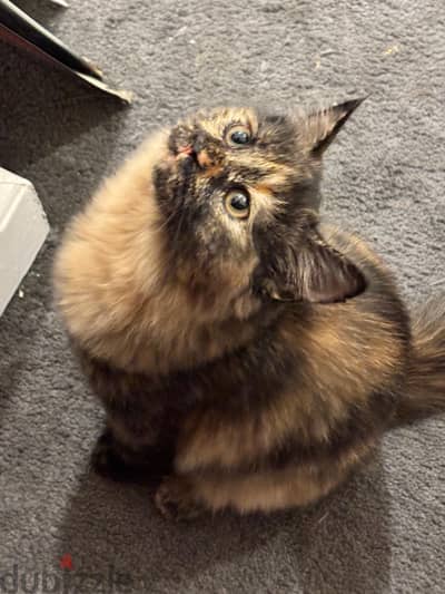 4 Month old kitten looking for a new home