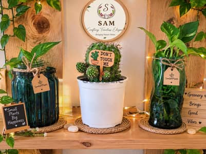 indoor plants for home n gifting
