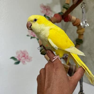 For sale yellow Quiker super hand tamed no biting and no fear