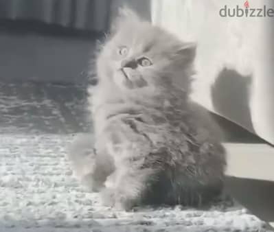كتن كيوت/ A cute kitten