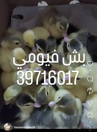 يتوفر صوص بش ودجاج زينه