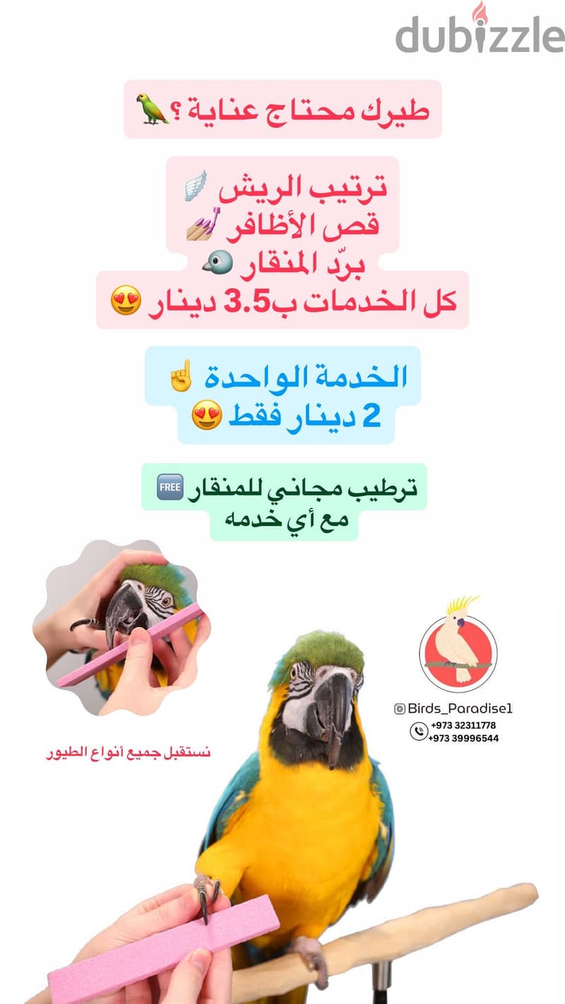 قص اظافر الطيور والمنقار والريش 2