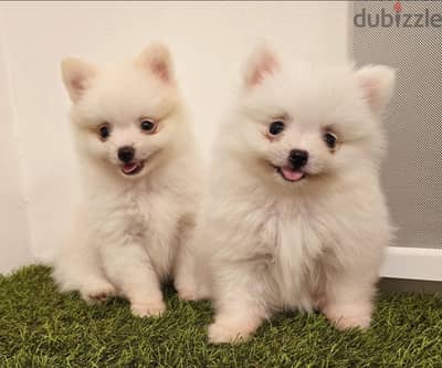 Pomernian and poodle and maltipoo