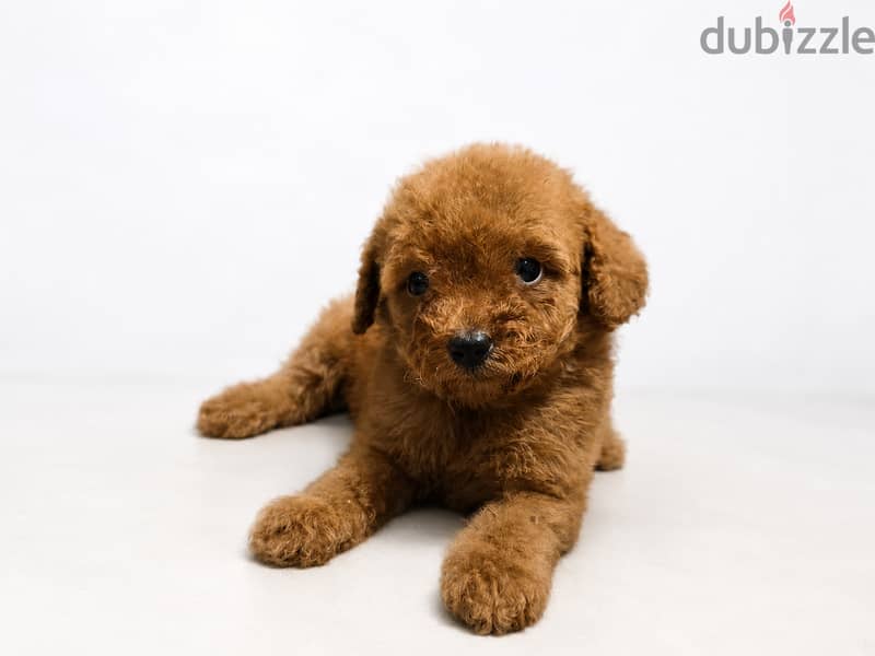 Pomernian and poodle and maltipoo 1