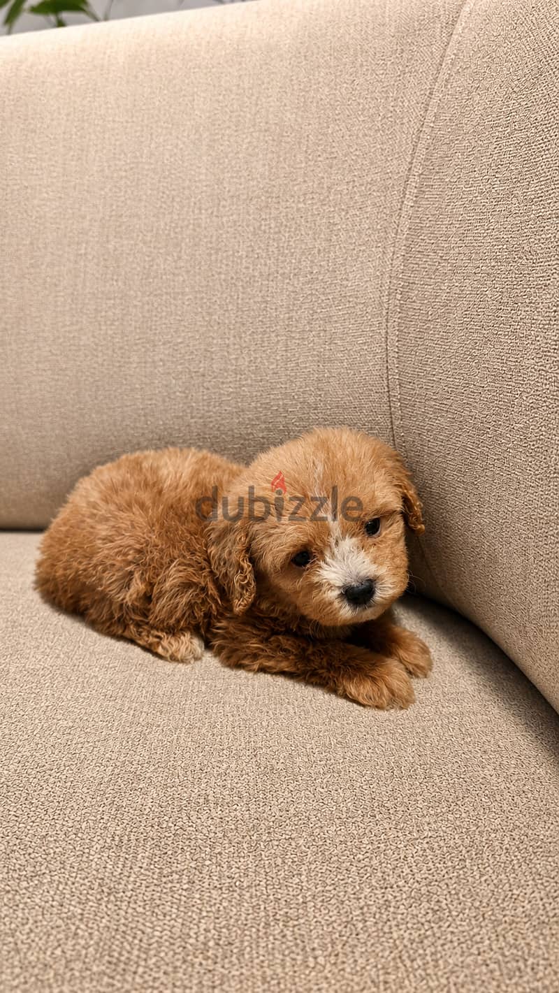 Pomernian and poodle and maltipoo 2