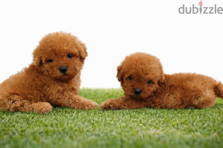 Pomernian and poodle and maltipoo 4