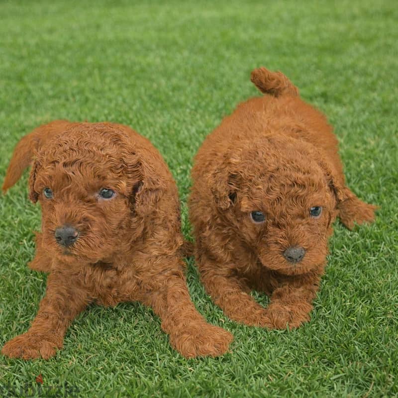 Pomernian and poodle and maltipoo 5