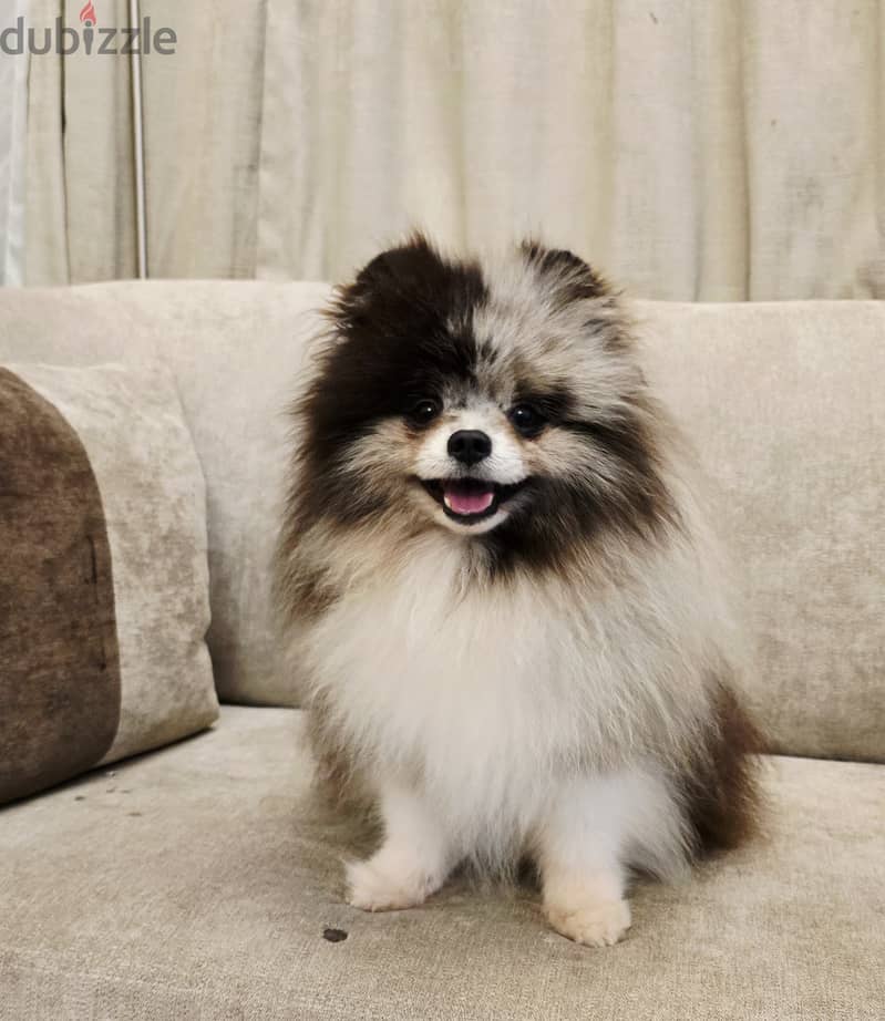 Pomernian and poodle and maltipoo 6