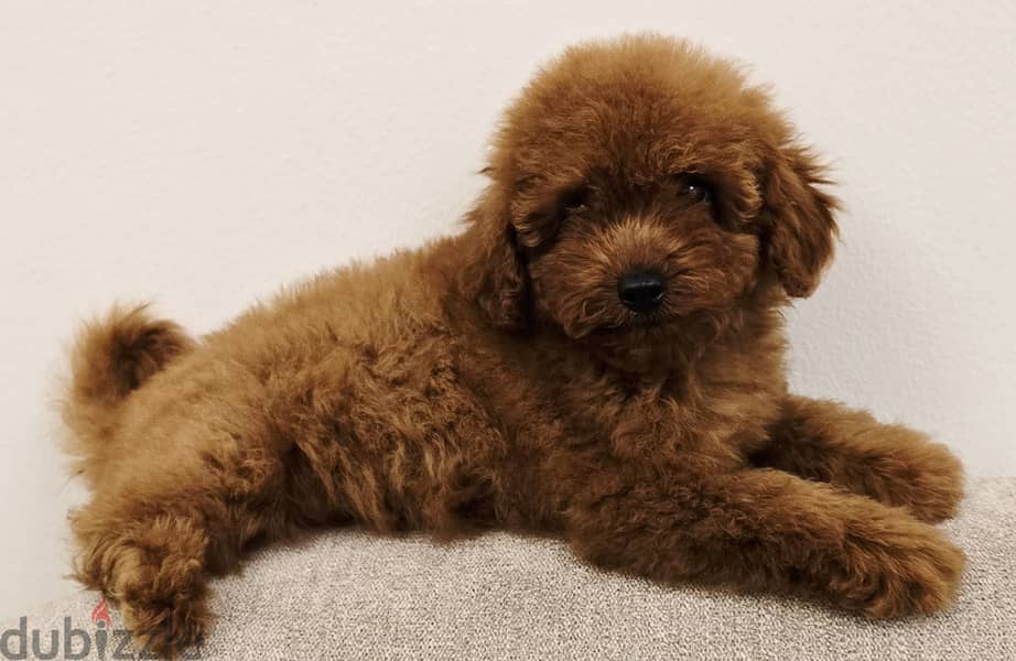 Pomernian and poodle and maltipoo 7
