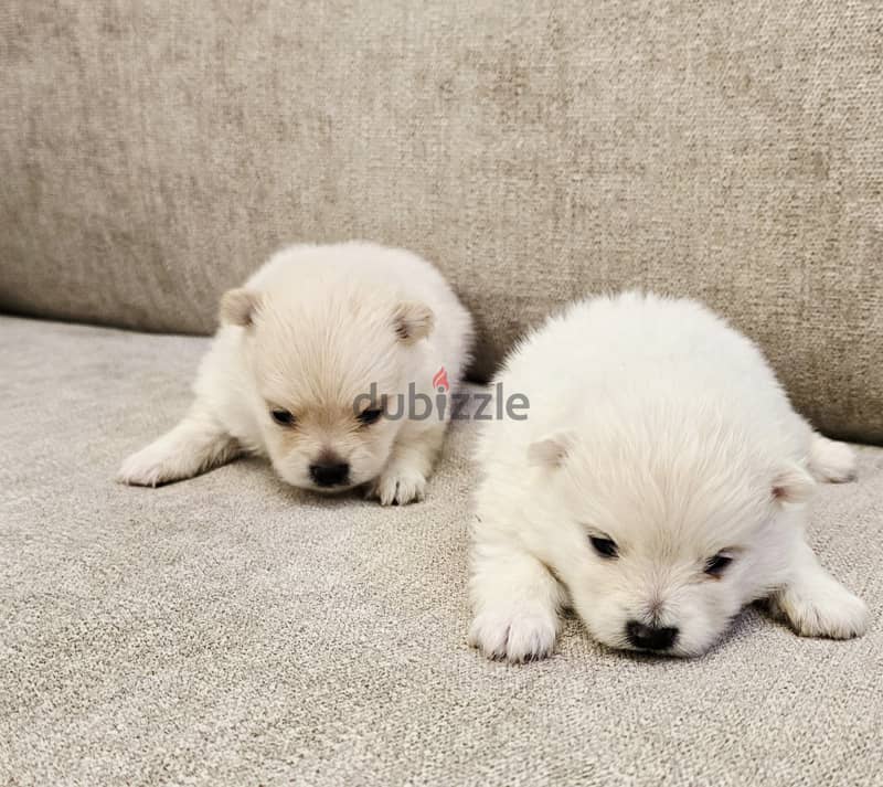 Pomernian and poodle and maltipoo 8
