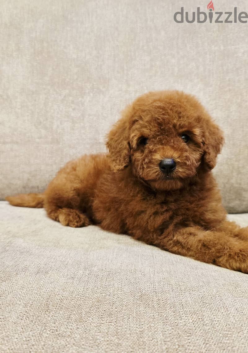 Pomernian and poodle and maltipoo 9