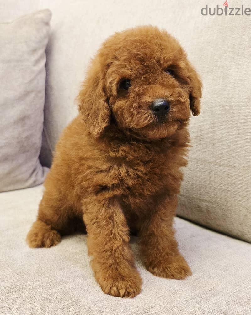 Pomernian and poodle and maltipoo 10