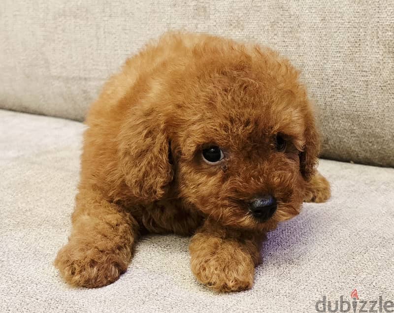 Pomernian and poodle and maltipoo 11