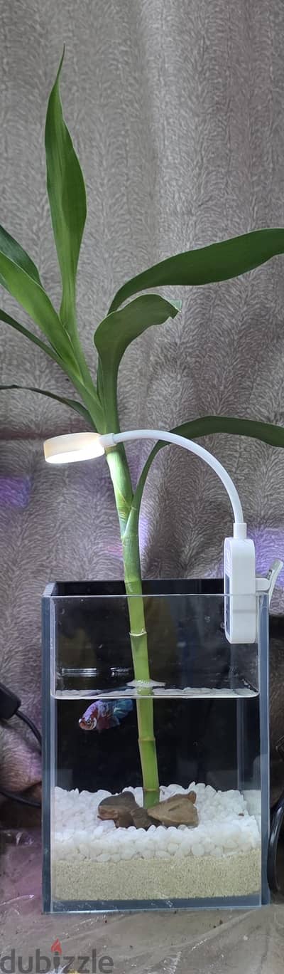 small tank with bamboo and fighter fish