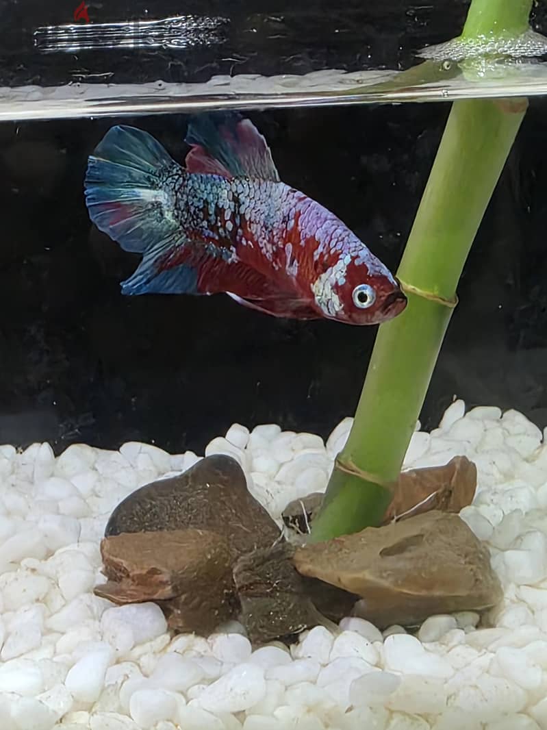 small tank with bamboo and fighter fish 1