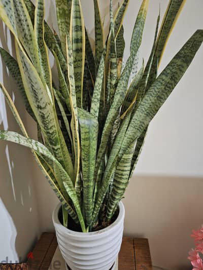 Indoor plant