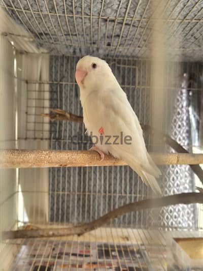 Albino male