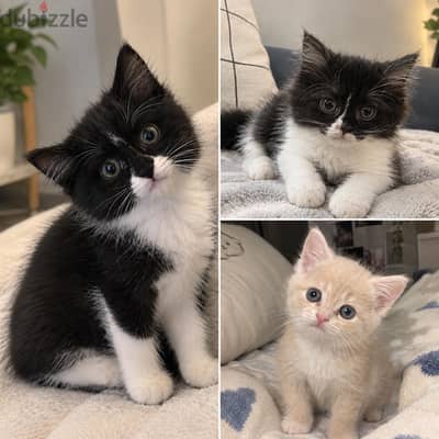 3 Kittens Available | 3 كتن متوفرة