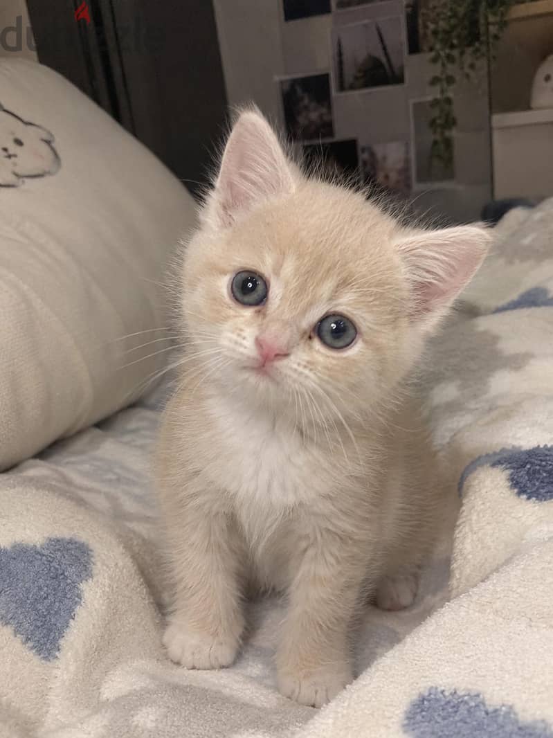 3 Kittens Available | 3 كتن متوفرة 1