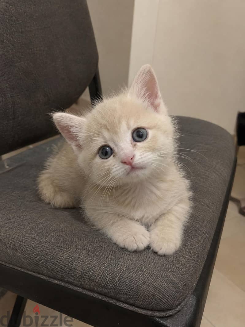 3 Kittens Available | 3 كتن متوفرة 2