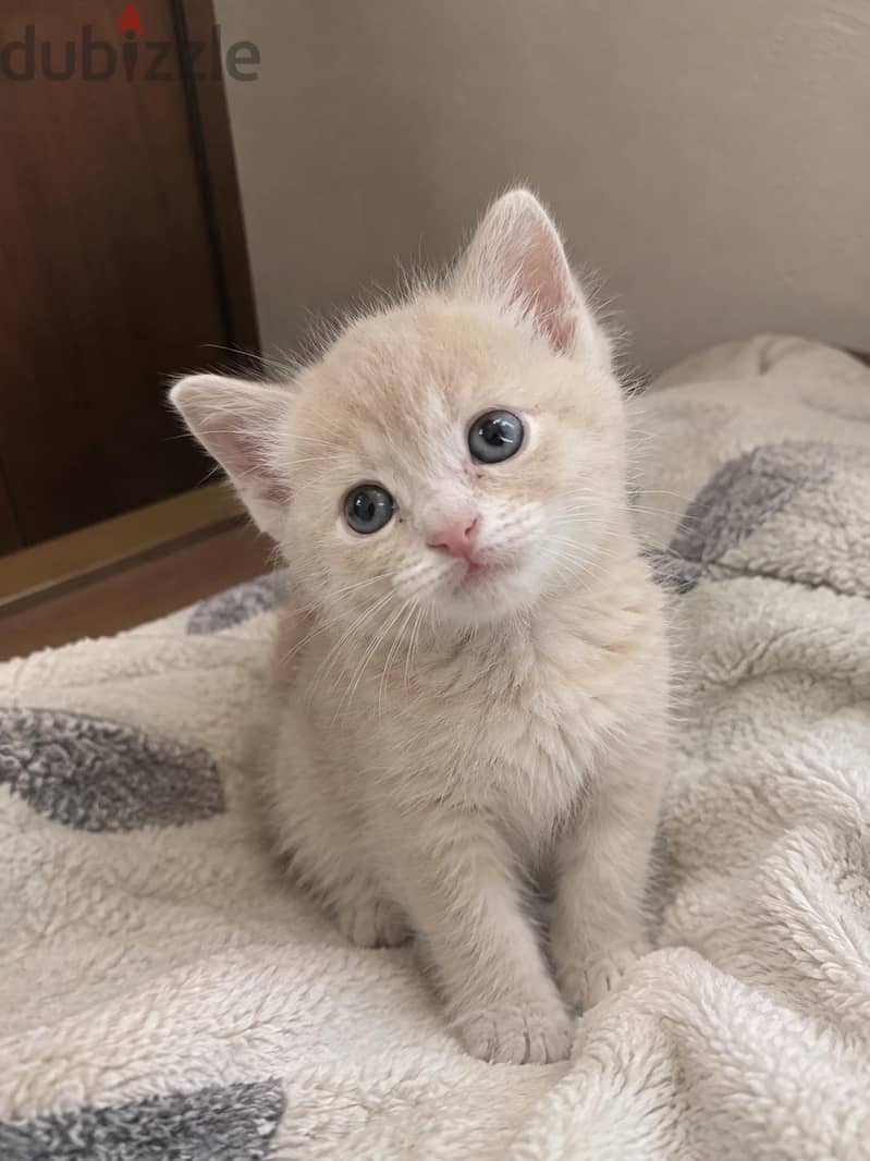 3 Kittens Available | 3 كتن متوفرة 3